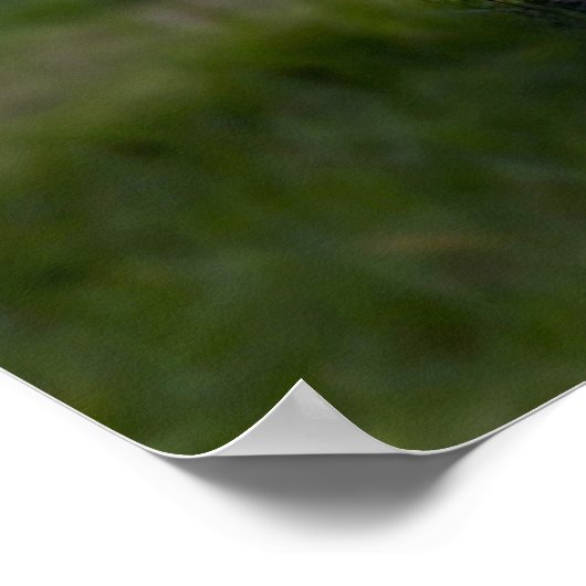 Schönes Weiß-Tiger-Foto Poster (Ecke)