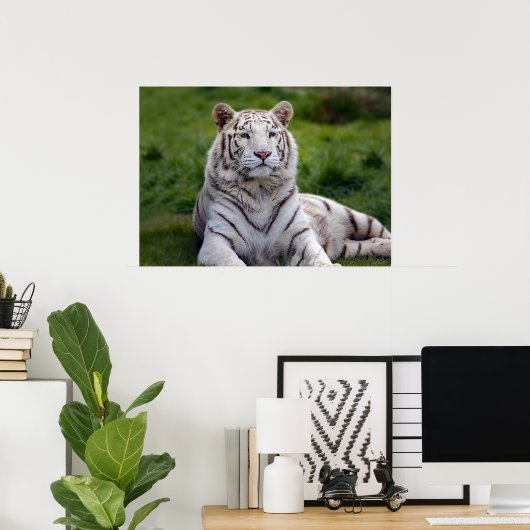 Schönes Weiß-Tiger-Foto Poster (Heimbüro)