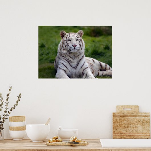 Schönes Weiß-Tiger-Foto Poster (Küche)
