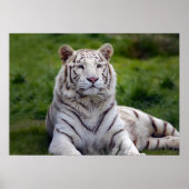 Schönes Weiß-Tiger-Foto Poster (Vorne)
