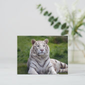 Schönes Weiß-Tiger-Foto Postkarte (Stehend Vorderseite)