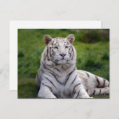 Schönes Weiß-Tiger-Foto Postkarte (Vorne/Hinten)