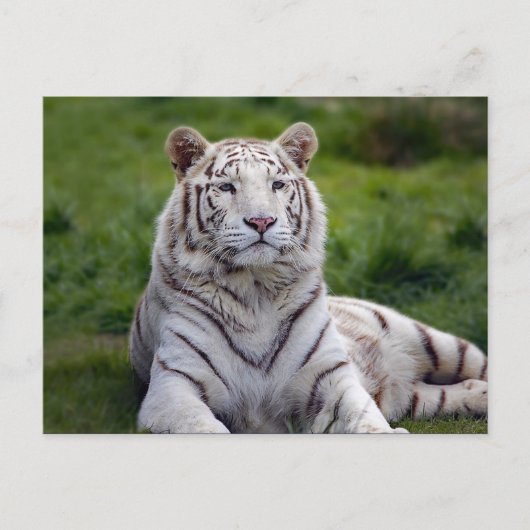 Schönes Weiß-Tiger-Foto Postkarte (Vorderseite)