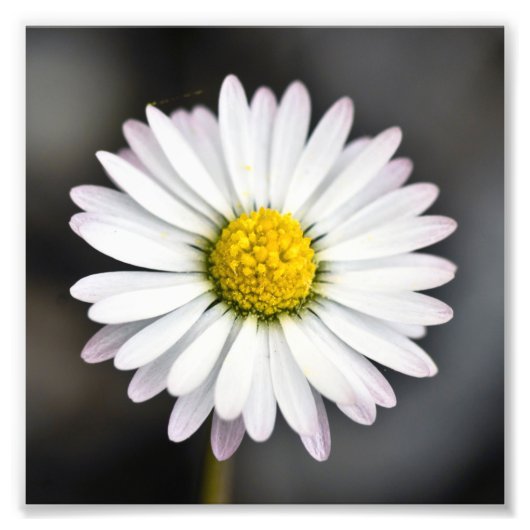 Schönes Weiß und Gelb Daisy Fotodruck (Vorne)