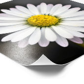 Schönes Weiß und Gelb Daisy Fotodruck (Ecke)