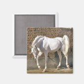 Schönes weißes Arabian-Pferd Magnet (Vorderseite/Rückseite)