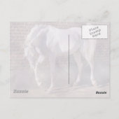 Schönes weißes Arabian-Pferd Postkarte (Rückseite)