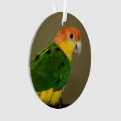 Schönes weißes Bündchen Kaique Parrot Posing Ornament (Vorderseite)