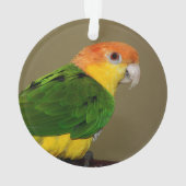 Schönes weißes Bündchen Kaique Parrot Posing Ornament (Rückseite)