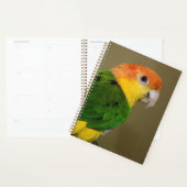 Schönes weißes Bündchen Kaique Parrot Posing Planer (Anzeige)