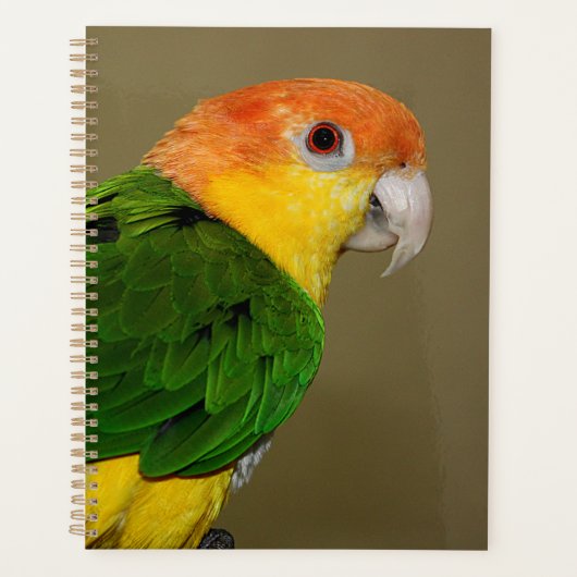 Schönes weißes Bündchen Kaique Parrot Posing Planer (Vorderseite)