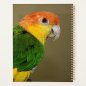 Schönes weißes Bündchen Kaique Parrot Posing Planer (Rückseite)