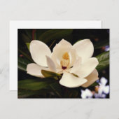 Schönes Weißes Magnolia Bäckerchen Nah-up Postkarte (Vorne/Hinten)