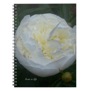 Schönes weißes Peony Notizblock