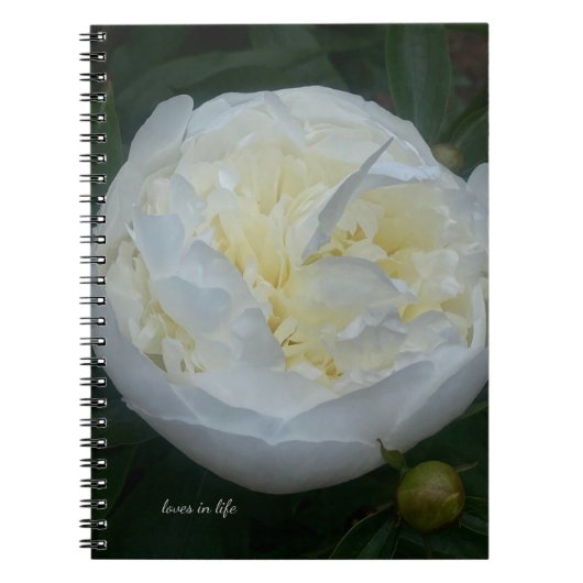Schönes weißes Peony Notizblock (Vorderseite)