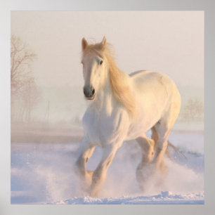 Schönes Weißes Pferd Galloping im Schnee Poster