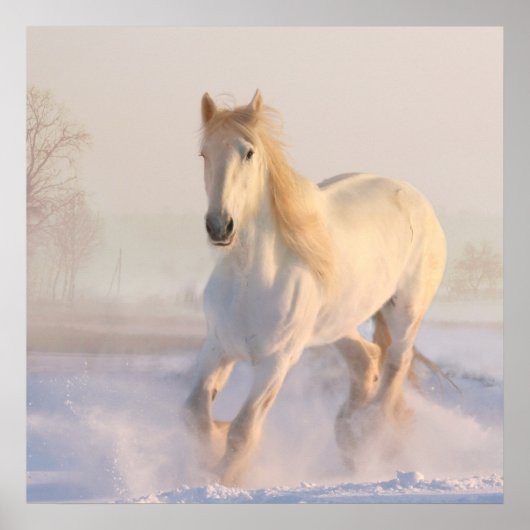 Schönes Weißes Pferd Galloping im Schnee Poster (Vorne)