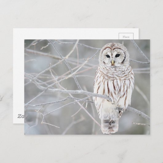 Schönes weißes Schneeballdesign Postkarte (Vorne/Hinten)