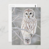 Schönes weißes Schneeballdesign Postkarte (Vorne/Hinten)