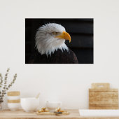 Schönes Weißkopfportrait Poster (Küche)