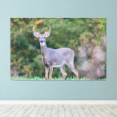 Schönes Weißschwanz-Hirsch im Feld Leinwanddruck (Insitu (Holzboden))