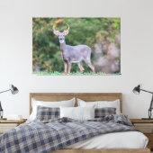 Schönes Weißschwanz-Hirsch im Feld Leinwanddruck (Insitu (Schlafzimmer))