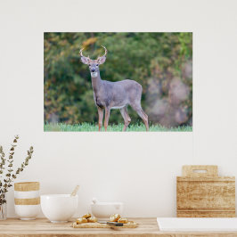 Schönes Weißschwanz-Hirsch im Feld Poster
