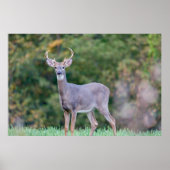 Schönes Weißschwanz-Hirsch im Feld Poster (Vorne)