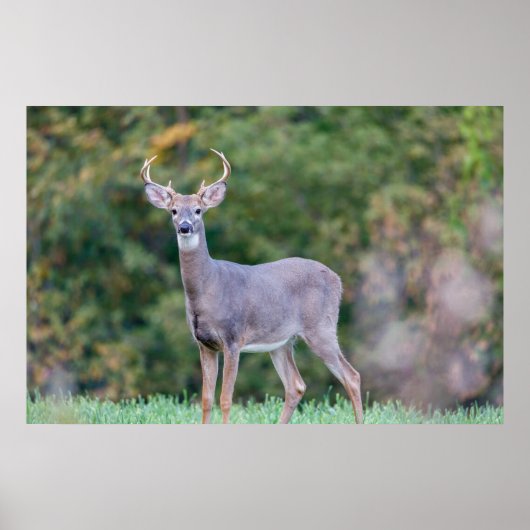 Schönes Weißschwanz-Hirsch im Feld Poster (Vorne)