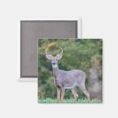 Schönes weißschwanziges Hirsch im Feld Magnet (Vorderseite/Rückseite)