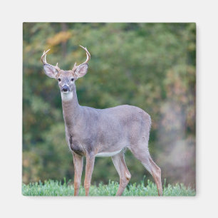 Schönes weißschwanziges Hirsch im Feld Magnet