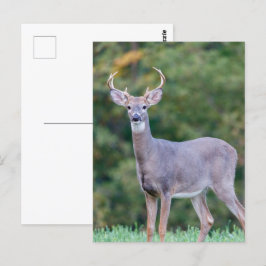 Schönes weißschwanziges Hirsch im Feld Postkarte