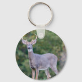 Schönes weißschwanziges Hirsch im Feld Schlüsselanhänger (Vorderseite)