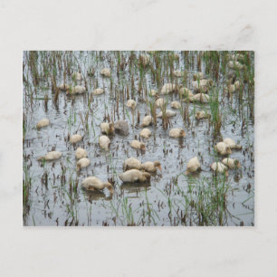 Schönes Wetter für Enten Postkarte