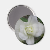 Schönes White Carnation Magnet (Vorderseite/Rückseite)