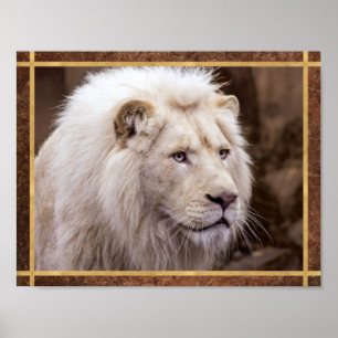 Schönes White Lion Foto Poster