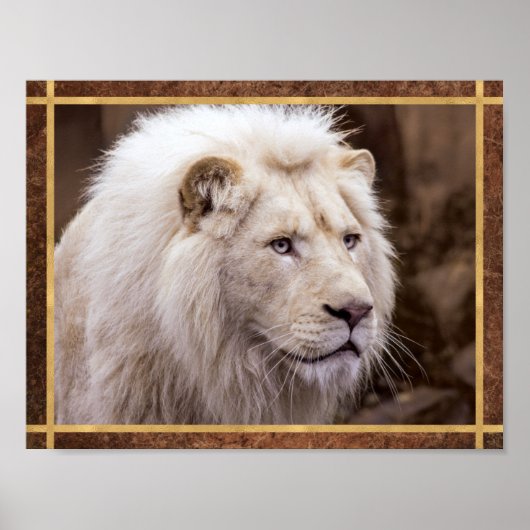 Schönes White Lion Foto Poster (Vorne)