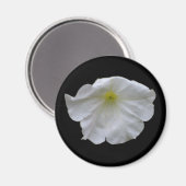 Schönes White Petunia Magnet (Vorderseite/Rückseite)