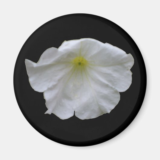 Schönes White Petunia Magnet (Vorne)