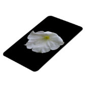 Schönes White Petunia Premium Magnet (Linke Seite)