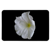 Schönes White Petunia Premium Magnet (Horizontal)