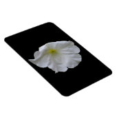 Schönes White Petunia Premium Magnet (Rechte Seite)