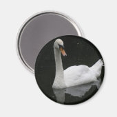 Schönes White Swan Magnet (Vorderseite/Rückseite)