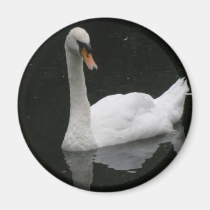 Schönes White Swan Magnet