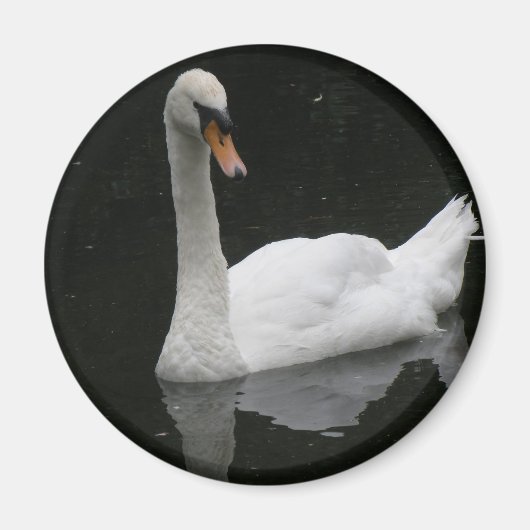 Schönes White Swan Magnet (Vorne)