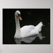 Schönes White Swan Poster (Vorne)