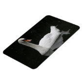 Schönes White Swan Premium Magnet (Linke Seite)