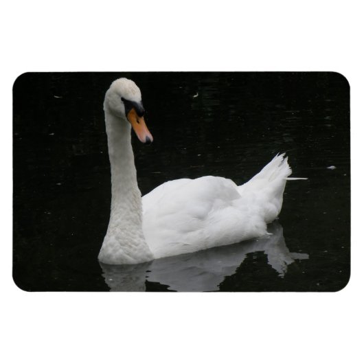 Schönes White Swan Premium Magnet (Horizontal)