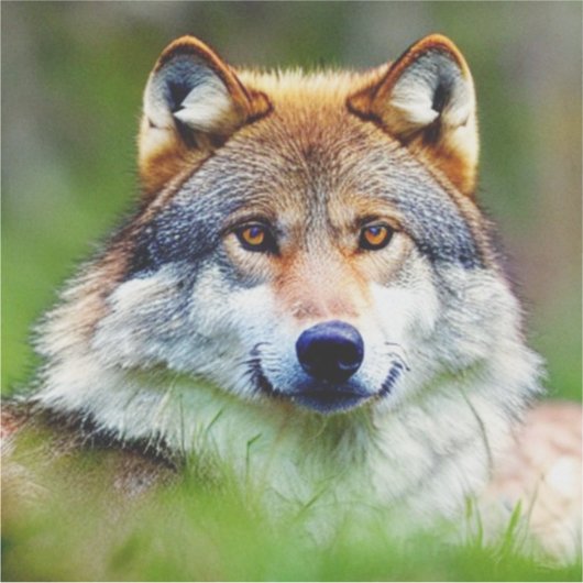 Schönes Wolfskopfbild Aufkleber (Vorderseite)