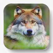 Schönes Wolfskopfbild Pappteller (Vorderseite)